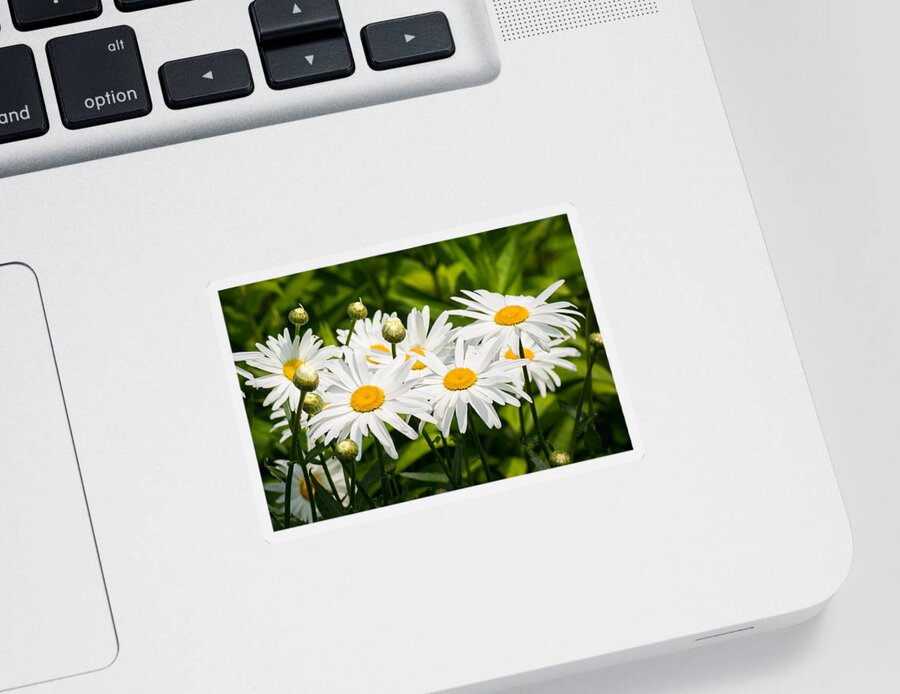 White Sticker featuring the photograph Daisy Delight by Bill Pevlor