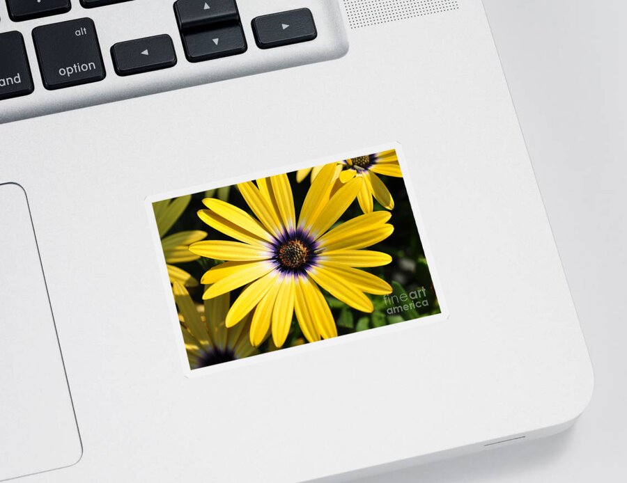 Daisy Sticker featuring the photograph Daisy by Gwen Gibson