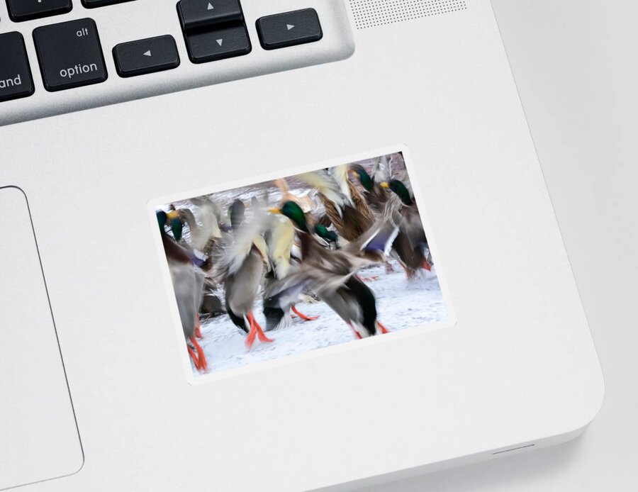 Mallards Sticker featuring the photograph Dancing Ducks by Holden The Moment
