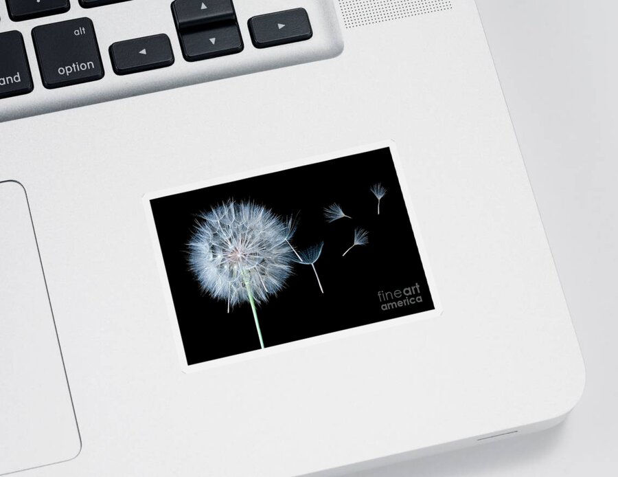 Dandelion Sticker featuring the photograph Dandelion Dreaming by Cindy Singleton