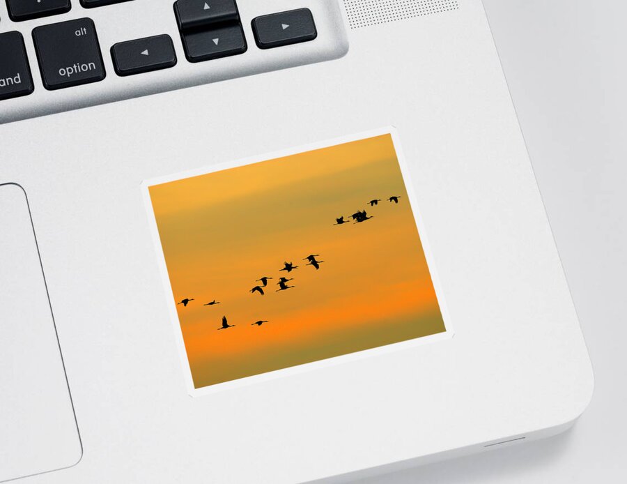 Sandhill Crane Sticker featuring the photograph Dawn Migration by Tony Beck