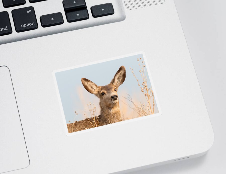 Deer Sticker featuring the photograph Deer Doe Takes in the Sun by Tony Hake