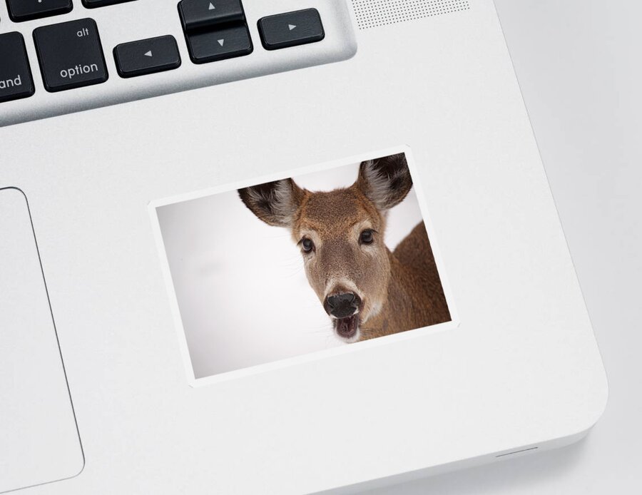 Deer Sticker featuring the photograph Deer Talk by Karol Livote
