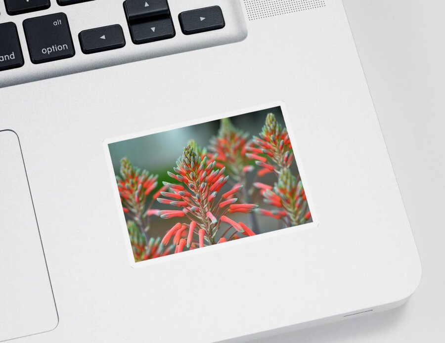 Aloe Sticker featuring the photograph Delicate Aloe - Botanical Photography by Sharon Cummings by Sharon Cummings