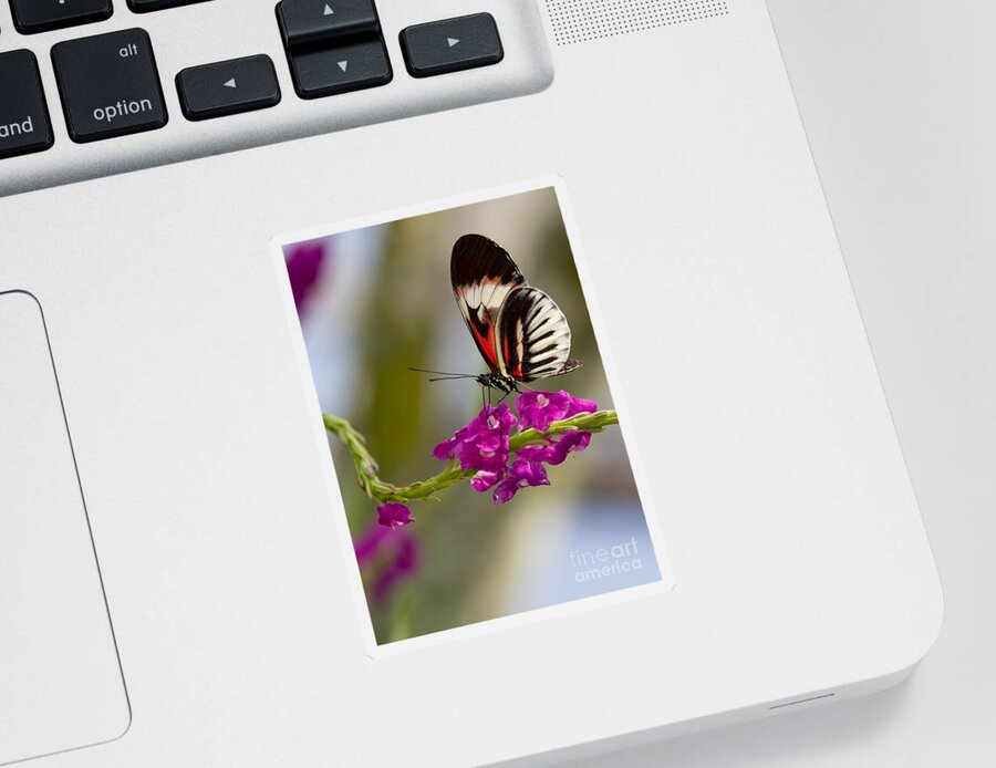 Macro Sticker featuring the photograph delicate Piano Key Butterfly by Sabrina L Ryan