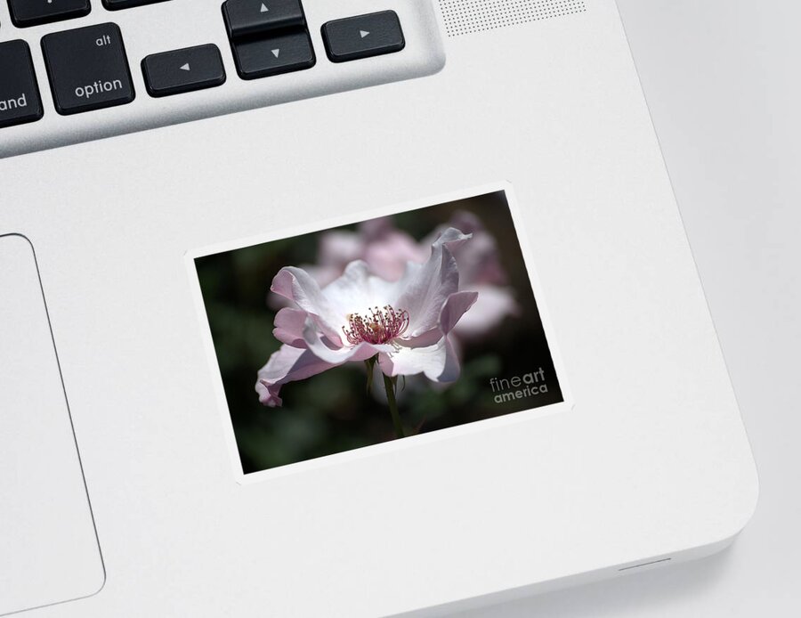 Rose Sticker featuring the photograph Delicate Pink by Sharon Elliott