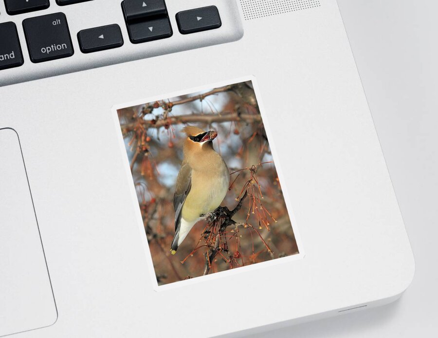 Bird Sticker featuring the photograph Delicious by Doris Potter