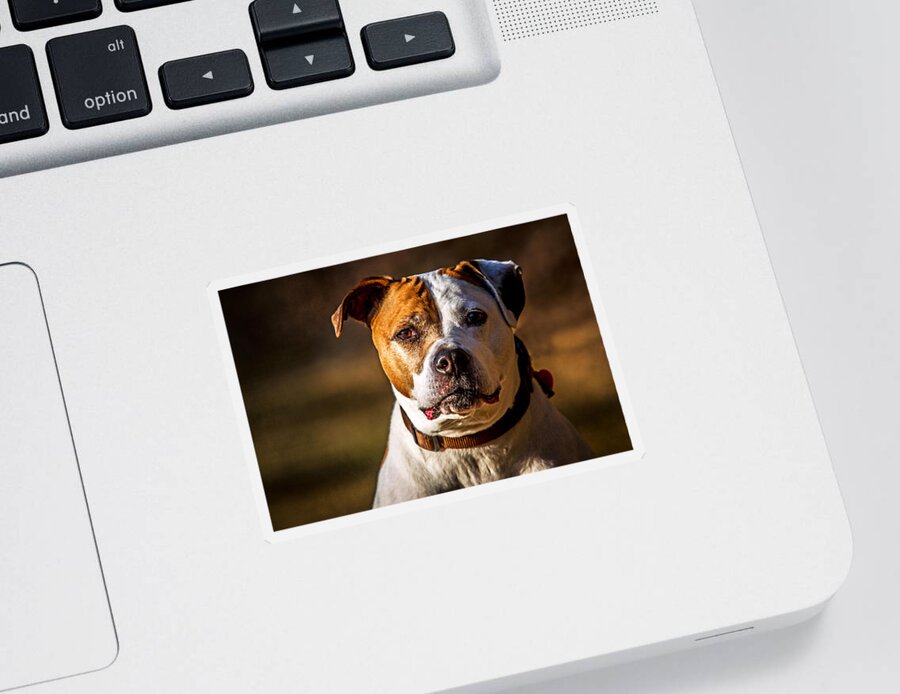 Dog Sticker featuring the photograph Dixie Doodle the Pit Bull by Eleanor Abramson