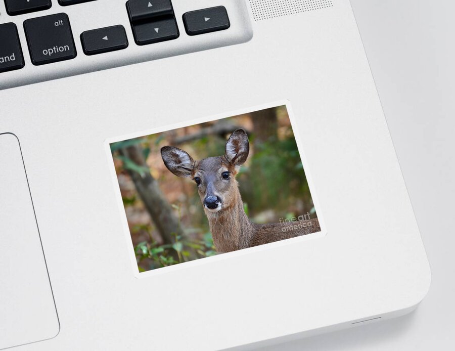 Deer Sticker featuring the photograph Doe Portrait by Kathy Baccari