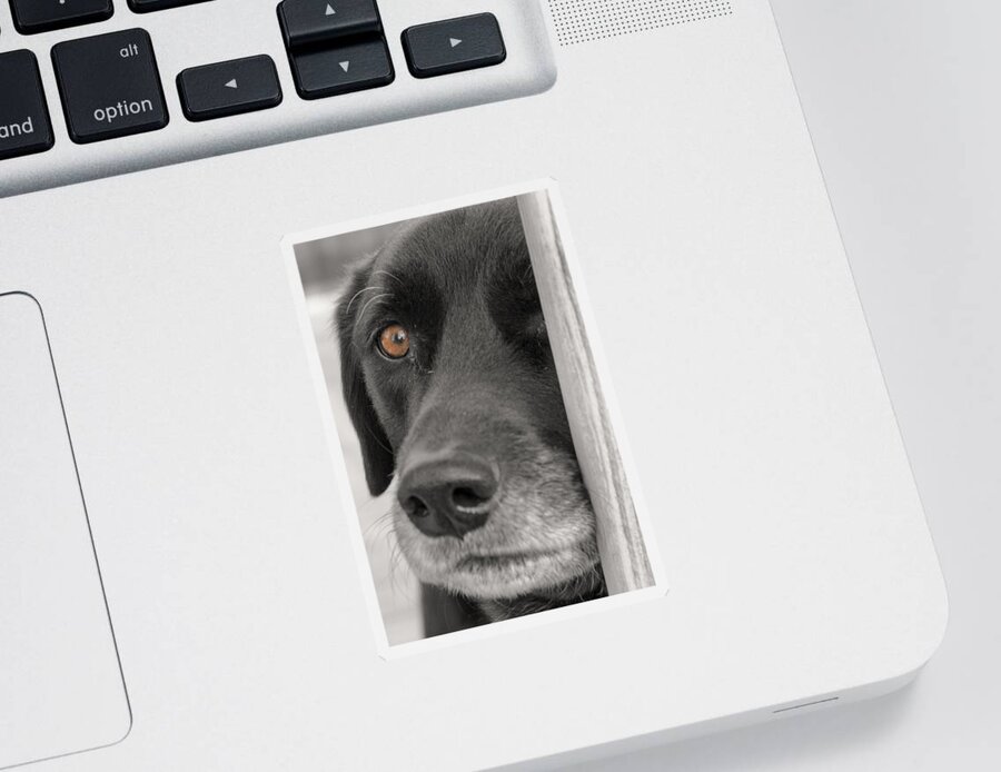Animals Sticker featuring the photograph Dog Peek A Boo by Jim Shackett