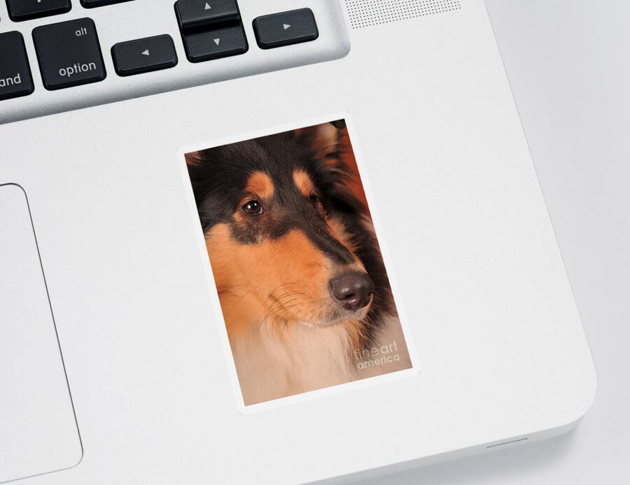 Collie Sticker featuring the photograph Dog Portrait by Randi Grace Nilsberg