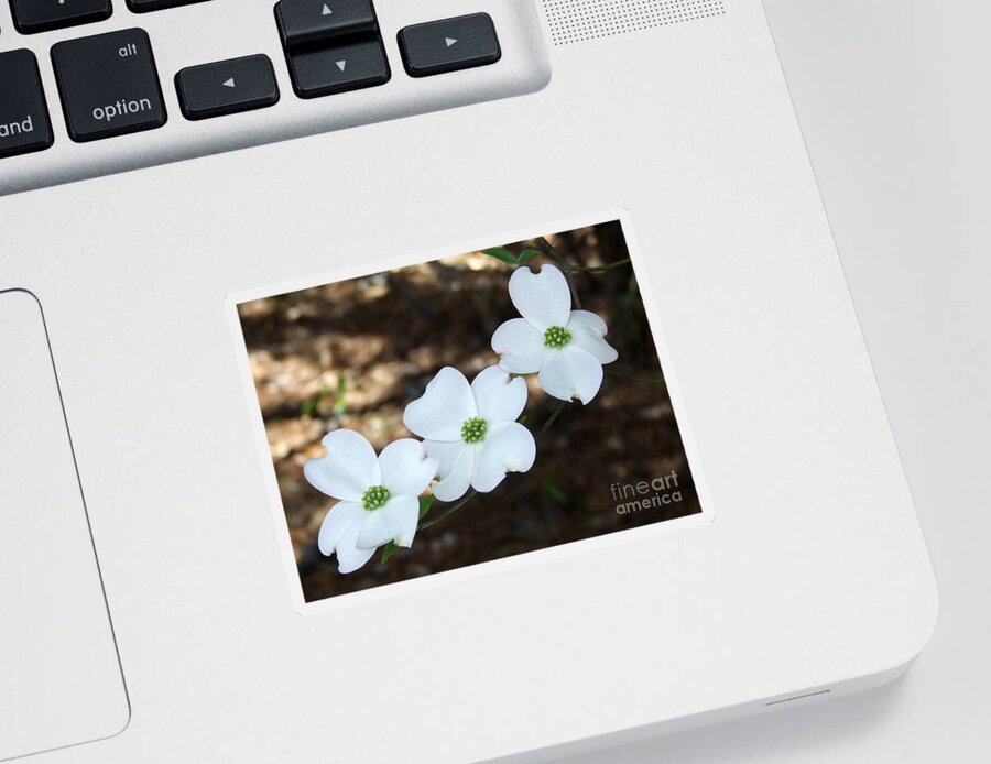 Dogwood Sticker featuring the photograph Dogwood by Andrea Anderegg