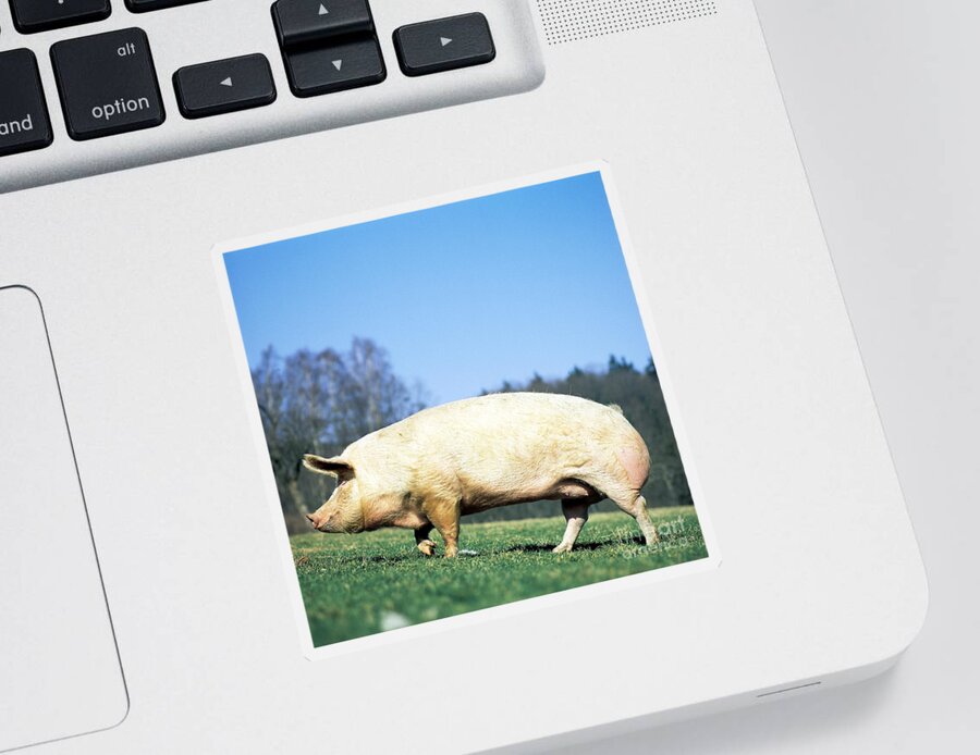 Animal Sticker featuring the photograph Domestic Pig Sus Scrofa Domesticus by Tierbild Okapia