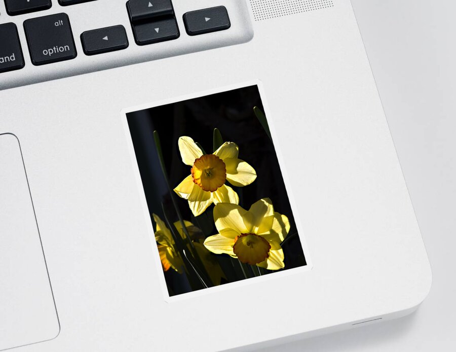 Daffodils Sticker featuring the photograph Dos Daffs by Joe Schofield