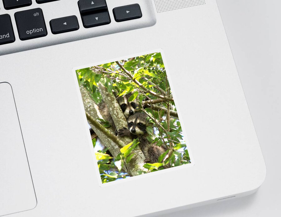 Nature Sticker featuring the photograph Double Trouble by Peggy Urban