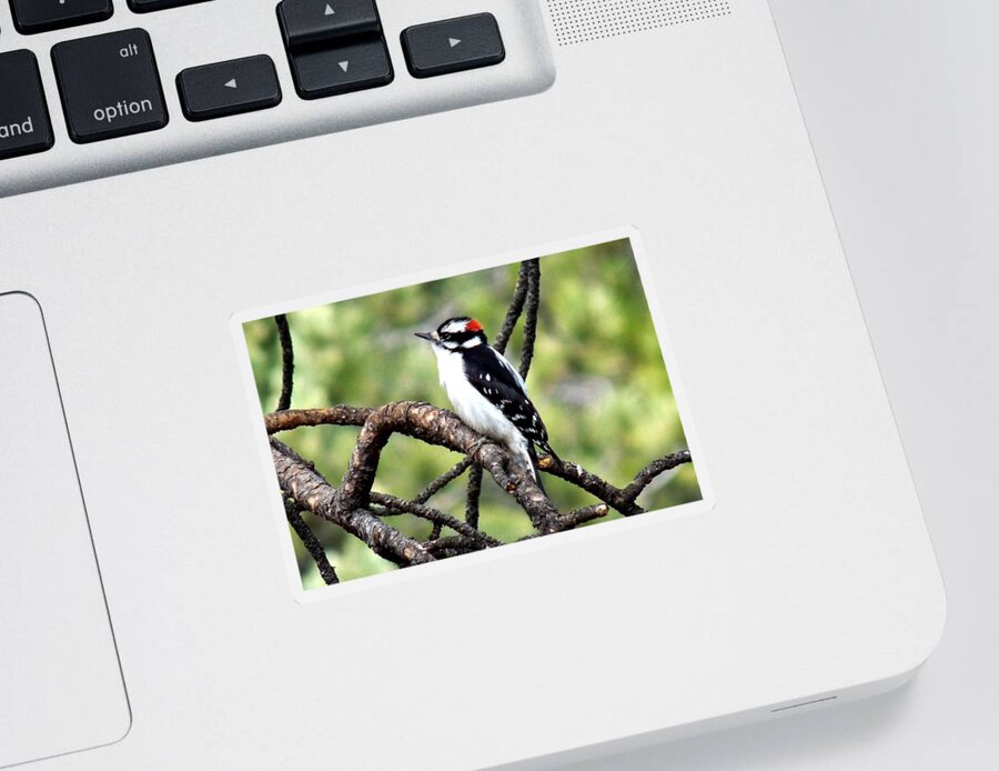 Colorado Sticker featuring the photograph Downy Woodpecker by Marilyn Burton