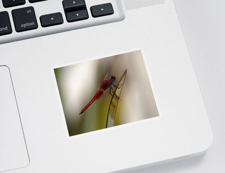 Dragonfly Sticker featuring the photograph Dragonacious by Joe Schofield