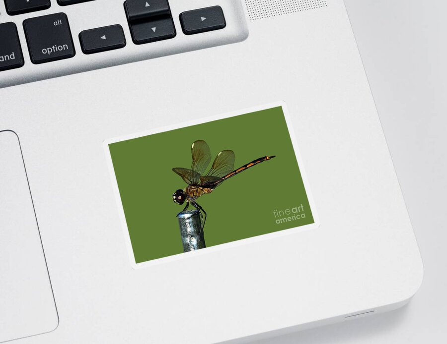 Dragonfly Sticker featuring the photograph Dragonfly by Meg Rousher