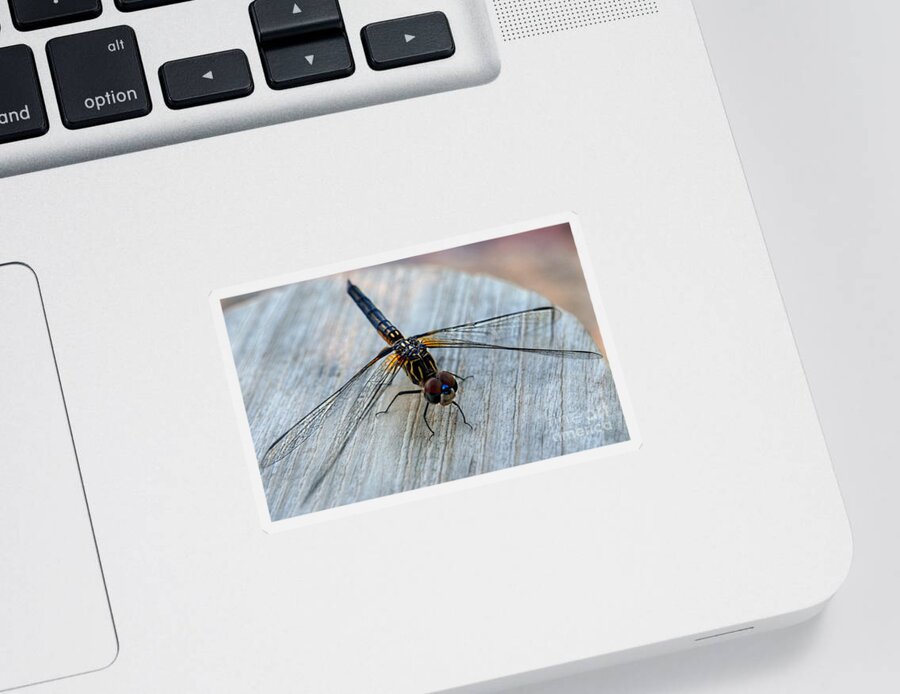 Dragonfly Macro Sticker featuring the photograph Dragonfly  Stopped to Say Hello by Peggy Franz