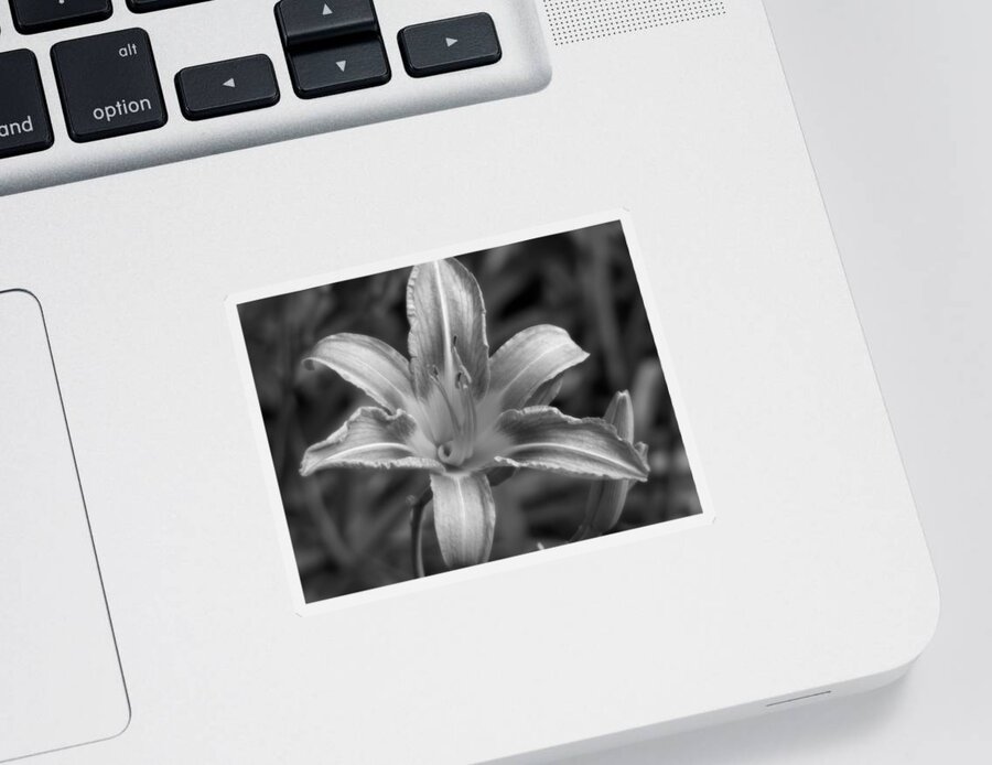 Floral Sticker featuring the photograph Dream of Lily by Lisa Blake