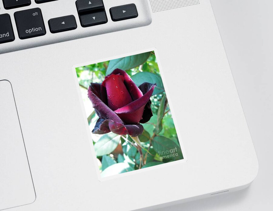 Red Roses Sticker featuring the photograph Droplets On The Petals by Vesna Martinjak