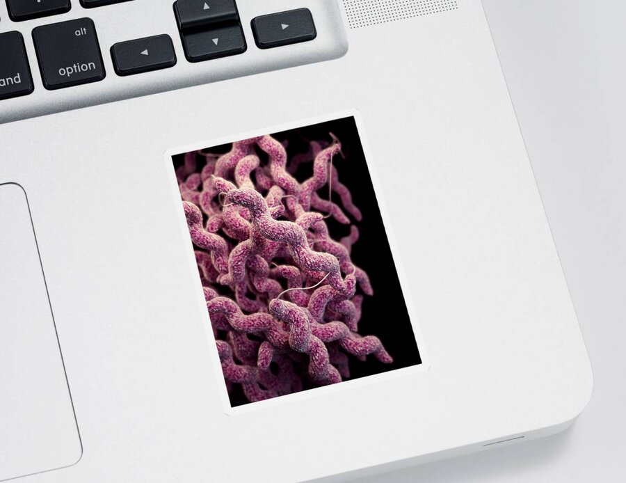 Drug Resistant Sticker featuring the photograph Drug-resistant Campylobacter by Science Source