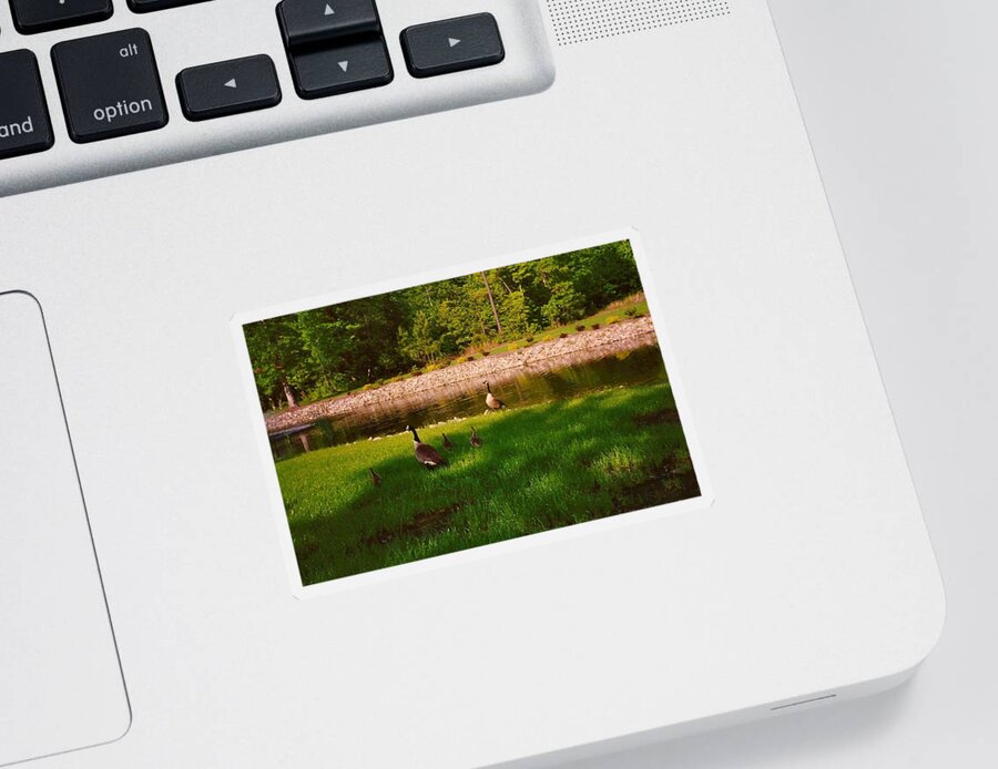 Duck Sticker featuring the photograph Duck Family Getting Back From Pond by Chris W Photography AKA Christian Wilson