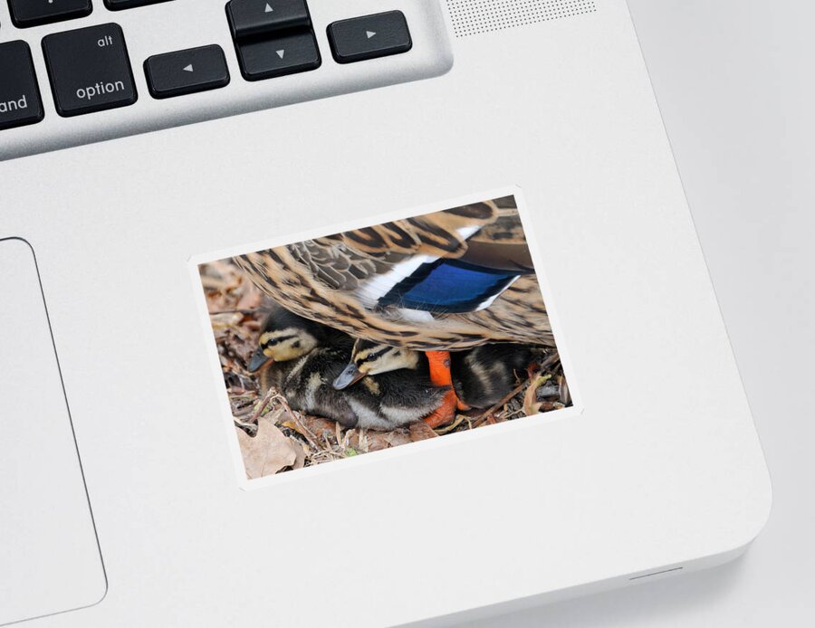 Mallard Sticker featuring the photograph Ducklings protected unter mother duck by Matthias Hauser