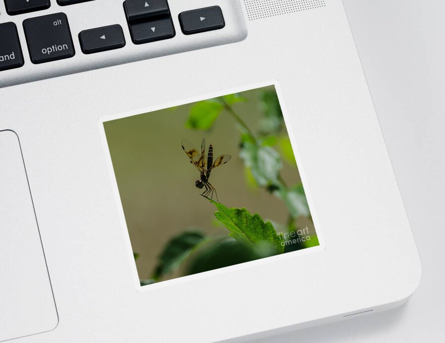 Insect Sticker featuring the photograph Eastern Amberwing Dragonfly Male 2 by Donna Brown