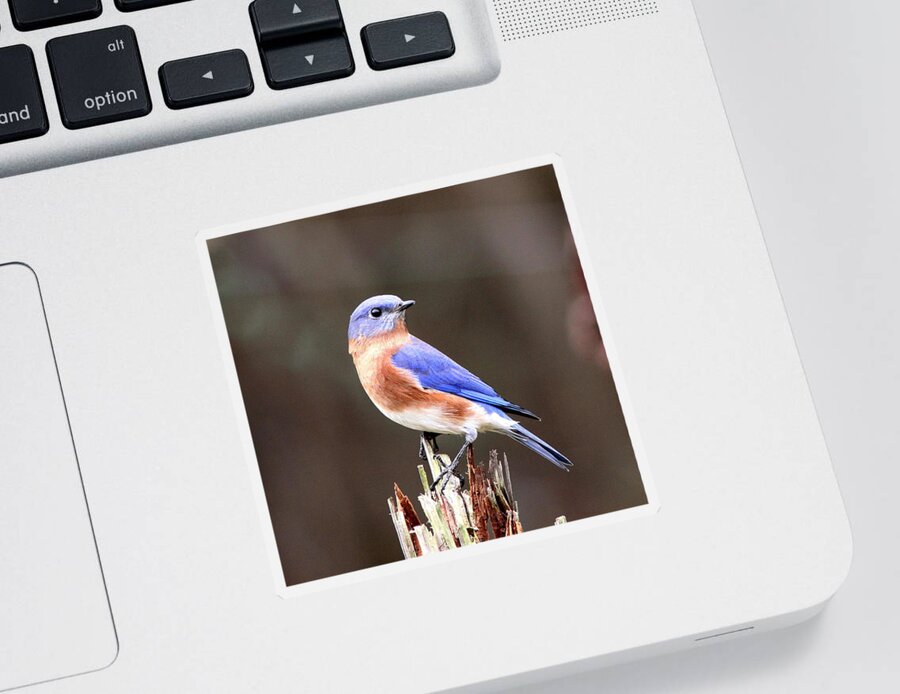 Bluebird Sticker featuring the photograph Eastern Bluebird - The Old Fence Post by Travis Truelove