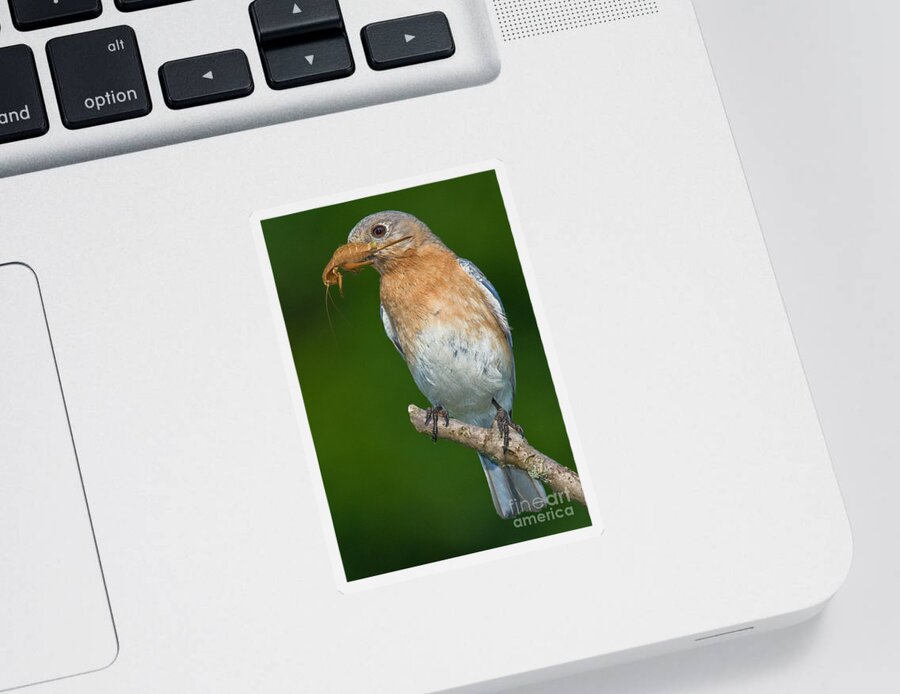 Eastern Bluebird Sticker featuring the photograph Eastern Bluebird with Katydid by Jerry Fornarotto