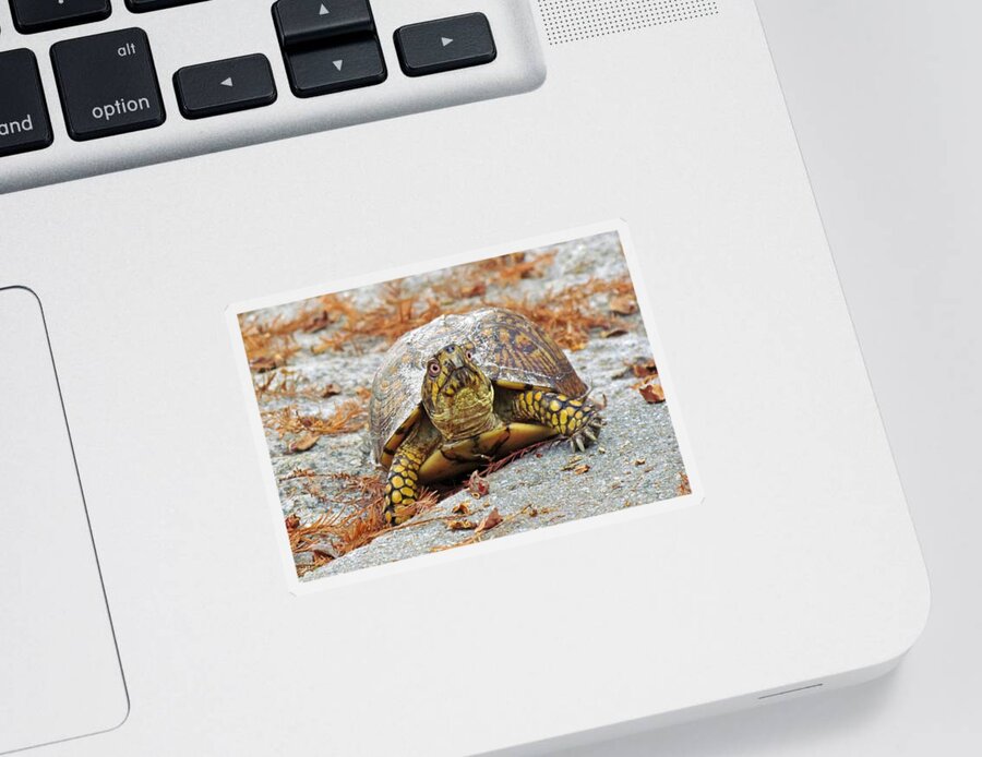 Box Turtle Sticker featuring the photograph Eastern Box Turtle by Cynthia Guinn