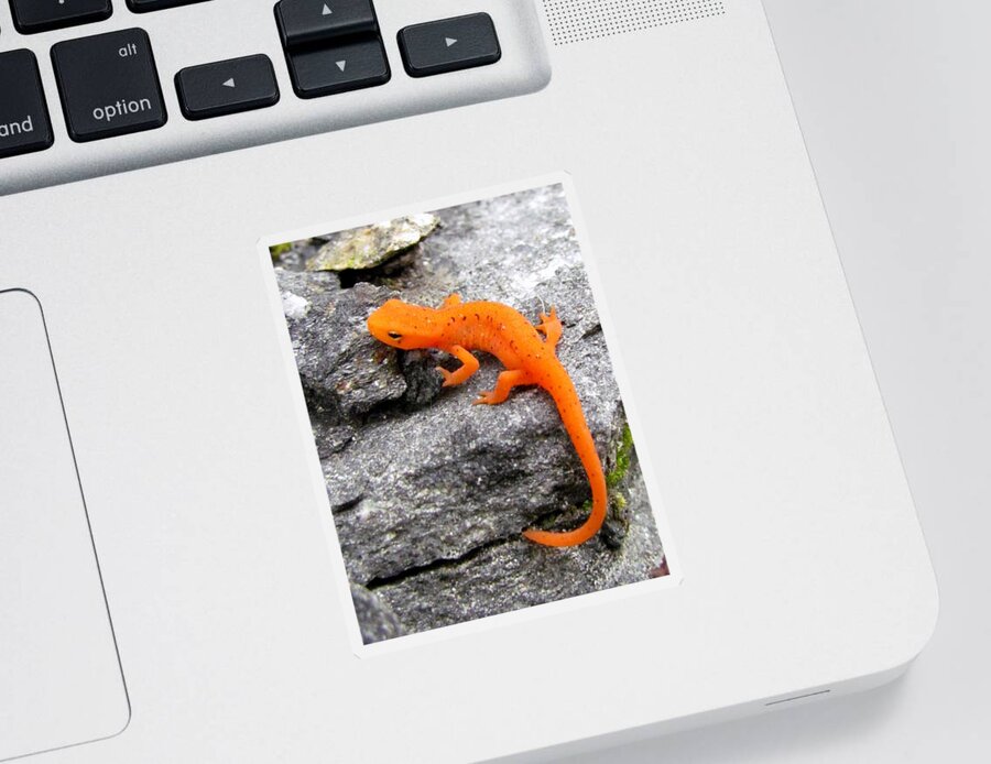 Lizard Sticker featuring the photograph Morphing In Massachusetts by Lori Lafargue