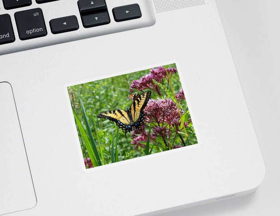 Butterflies Sticker featuring the photograph Eastern Tiger Swallowtail on Joe Pye Weed by Neal Eslinger