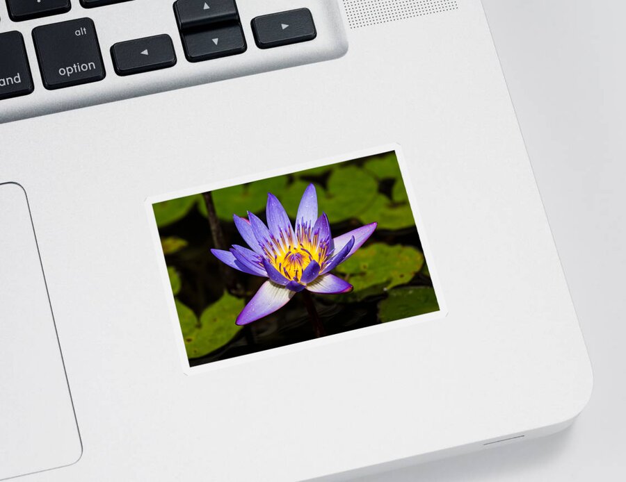 Egyptian Blue Sticker featuring the photograph Egyptian Blue water lily by Scott Carruthers