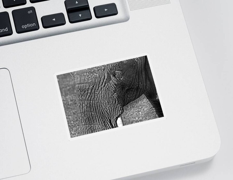 African Elephant Sticker featuring the photograph Elephant.. dont cry by Miroslava Jurcik