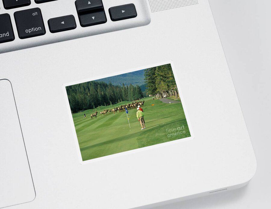 Elk Sticker featuring the photograph Elk On The Golf Course by Ron Sanford