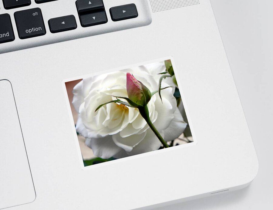 Rose Sticker featuring the photograph Emergence by Deb Halloran