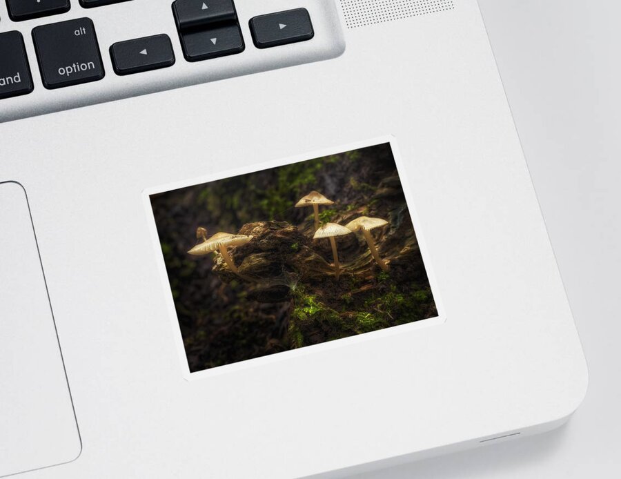 Mushrooms Sticker featuring the photograph Enchanted Forest by Scott Norris