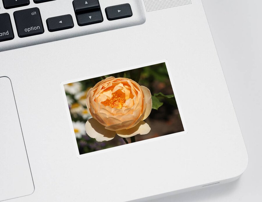 Aromatic Sticker featuring the photograph English Rose by Jeanne White