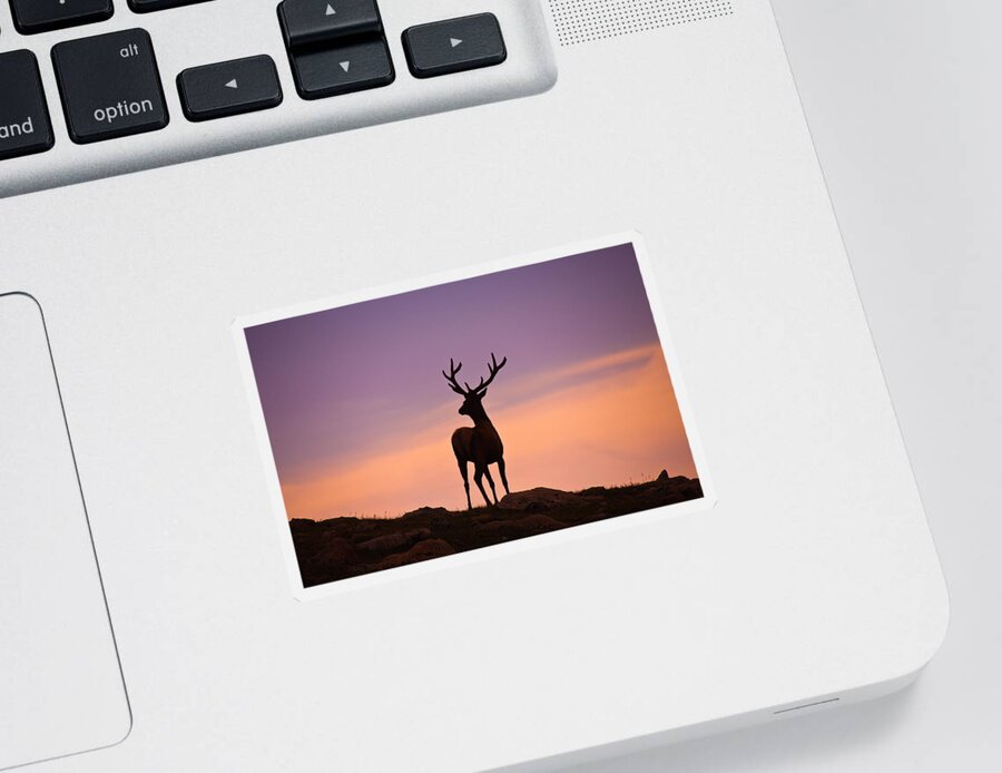 Elk Sticker featuring the photograph Enjoying the View by Darren White