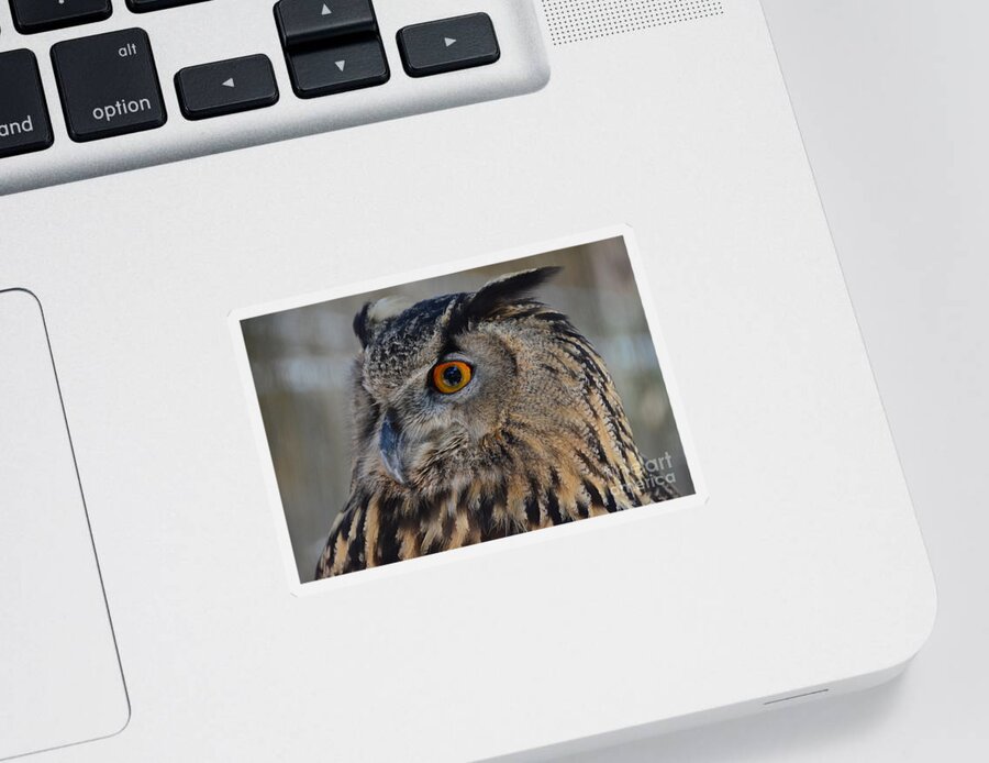 Owl Sticker featuring the photograph Eurasian Owl by Debby Pueschel