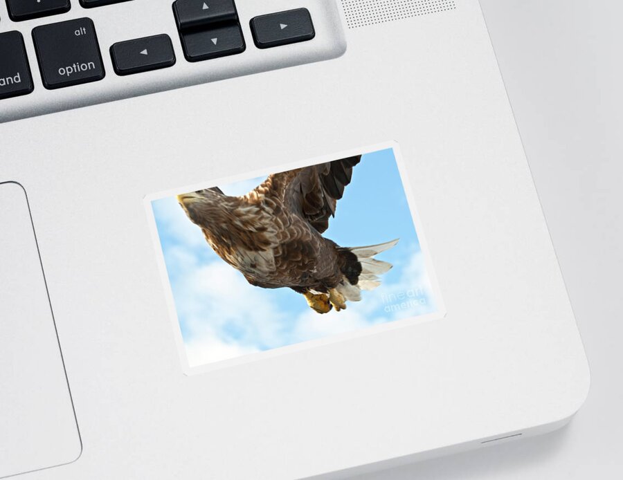 Heiko Sticker featuring the photograph European Flying Sea Eagle 2 by Heiko Koehrer-Wagner