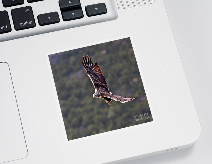 White_tailed Eagle Sticker featuring the photograph European Flying Sea Eagle 4 by Heiko Koehrer-Wagner