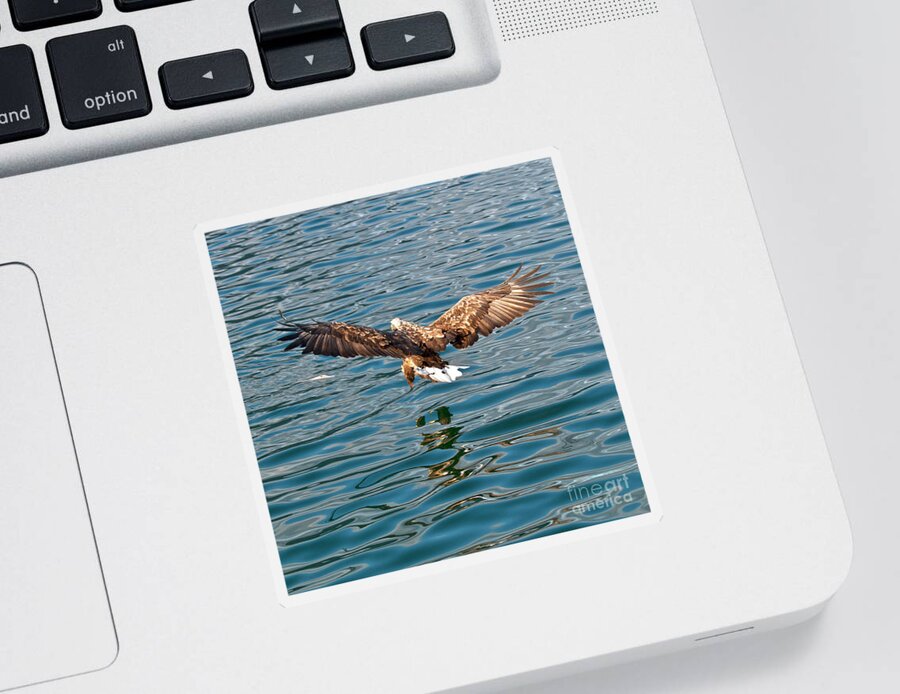 White_tailed Eagle Sticker featuring the photograph European Flying Sea Eagle 6 by Heiko Koehrer-Wagner