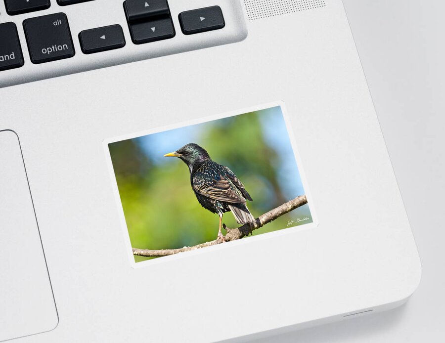 Animal Sticker featuring the photograph European Starling in a Tree by Jeff Goulden
