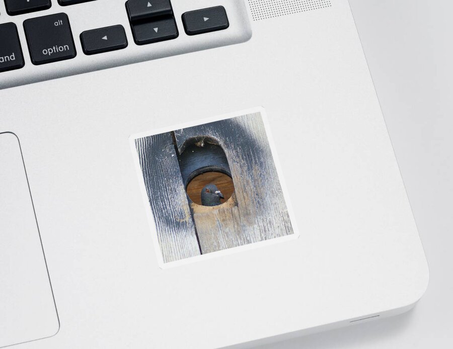 Pigeon Sticker featuring the photograph Eye of the Eye by Debby Pueschel