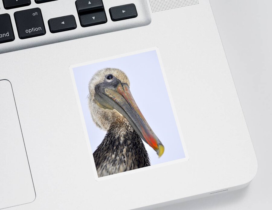 Birds Sticker featuring the photograph Eyed by a Pelican by AJ Schibig