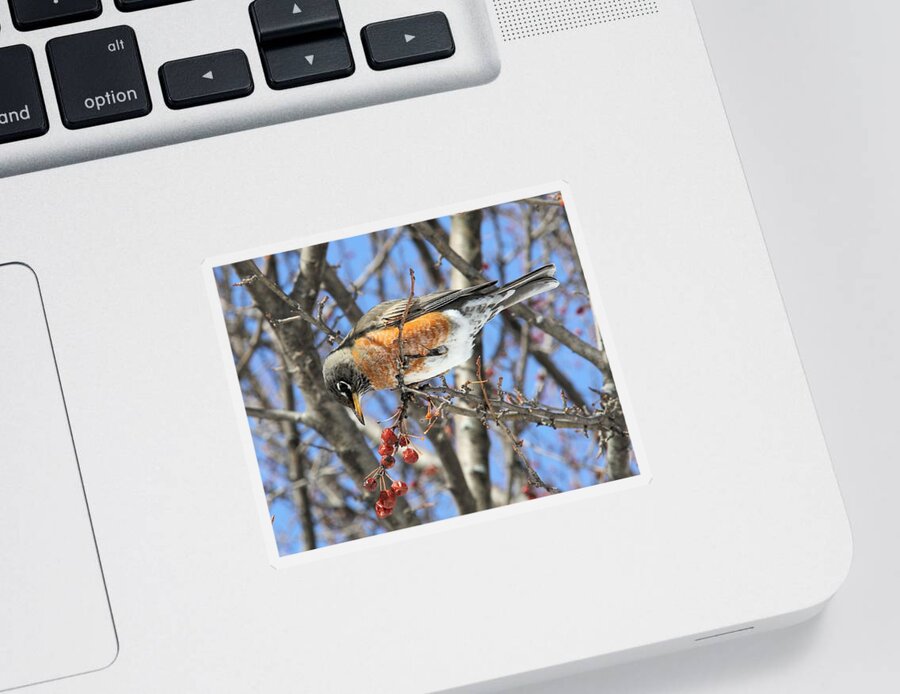 Robin Sticker featuring the photograph Eyeing the prize by Doris Potter