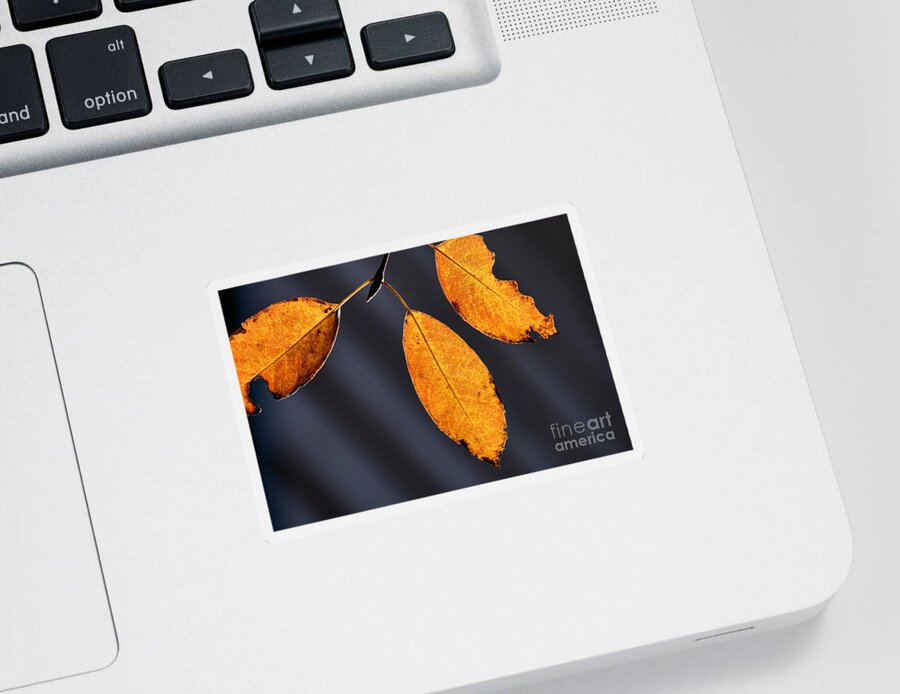 Fall Leaves Sticker featuring the photograph Fall Glories by Stan Reckard